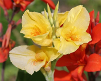 symbol_flower.png