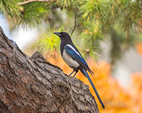 symbol_bird.png